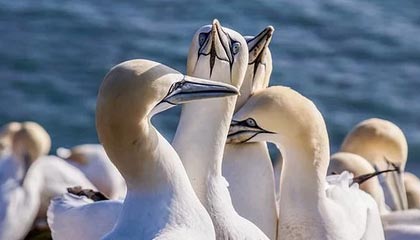 开云APP-NBA联盟启动“亚裔月”活动，表彰华裔球迷贡献，nba中的亚洲人