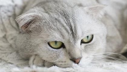 开云官网登录-_未来电子竞技+体育：虚实结合的全新体验_，电子竞技未来的趋势