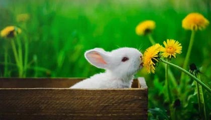 kaiyun-_小威再夺美网冠军，职业生涯添新辉煌_，美国网坛女皇小威